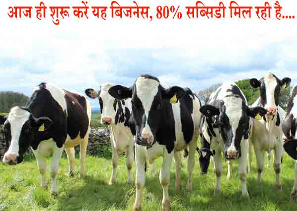 Dairy farming business idea in hindi
